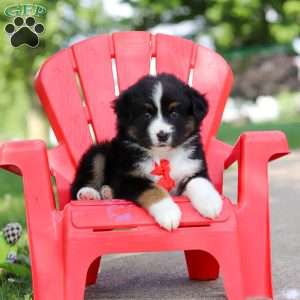 Roamer, Miniature Australian Shepherd Puppy